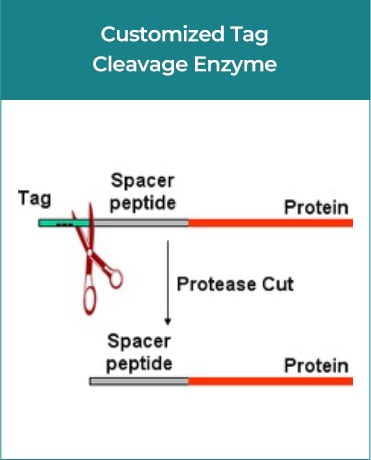 Customized Tag Cleavage Enzyme