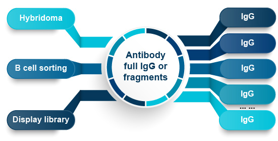 High Throughout Antibody Production