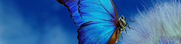 insect picture