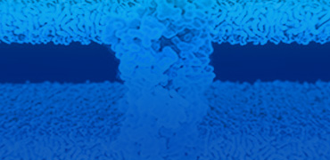 TCR-Antigen Affinity & Immunogenicity Screening