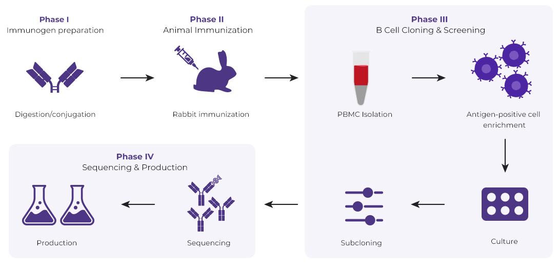 Anti-ID Rabbit Monoclonal Antibody Package