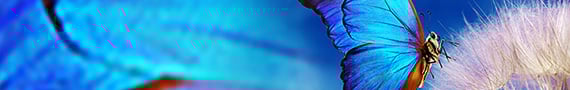 Insect