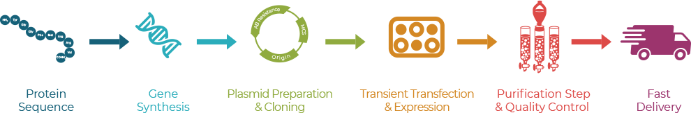 Mammalian expression workflow