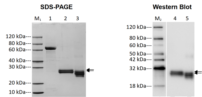SDS-PAGE and Western blot analysis of RBD Protein (His tag)