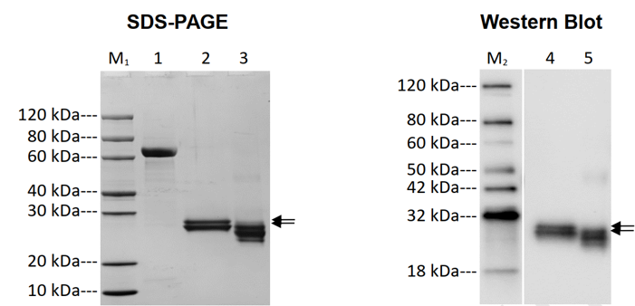 SDS-PAGE and Western blot analysis of RBD Protein (His tag) SDS-PAGE and Western blot analysis of RBD Protein (His tag)