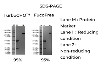 Bi-specific Antibody Production