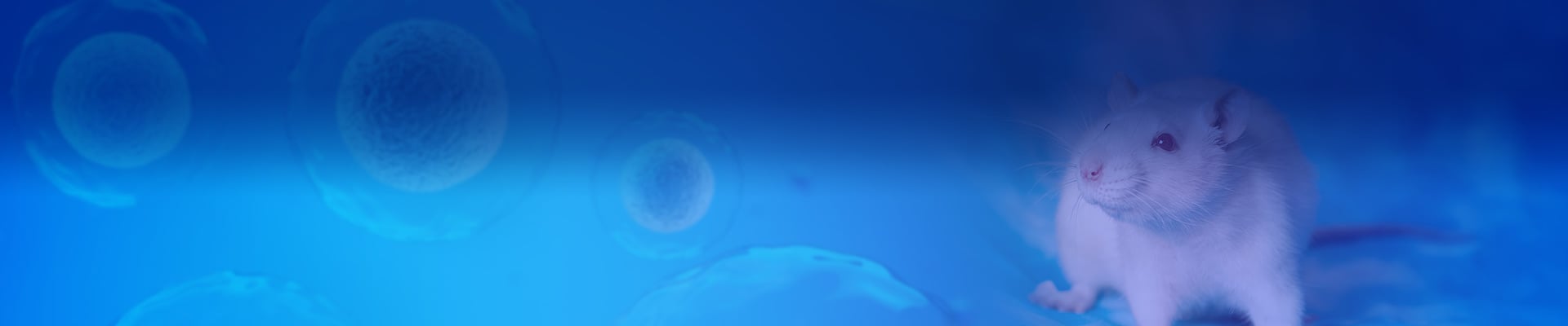 Recombinant Protein Expression in Mammalian System