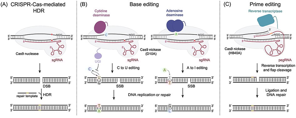 Advanced CRISPR Gene Editing Solutions | GenScript's GenCRISPR™