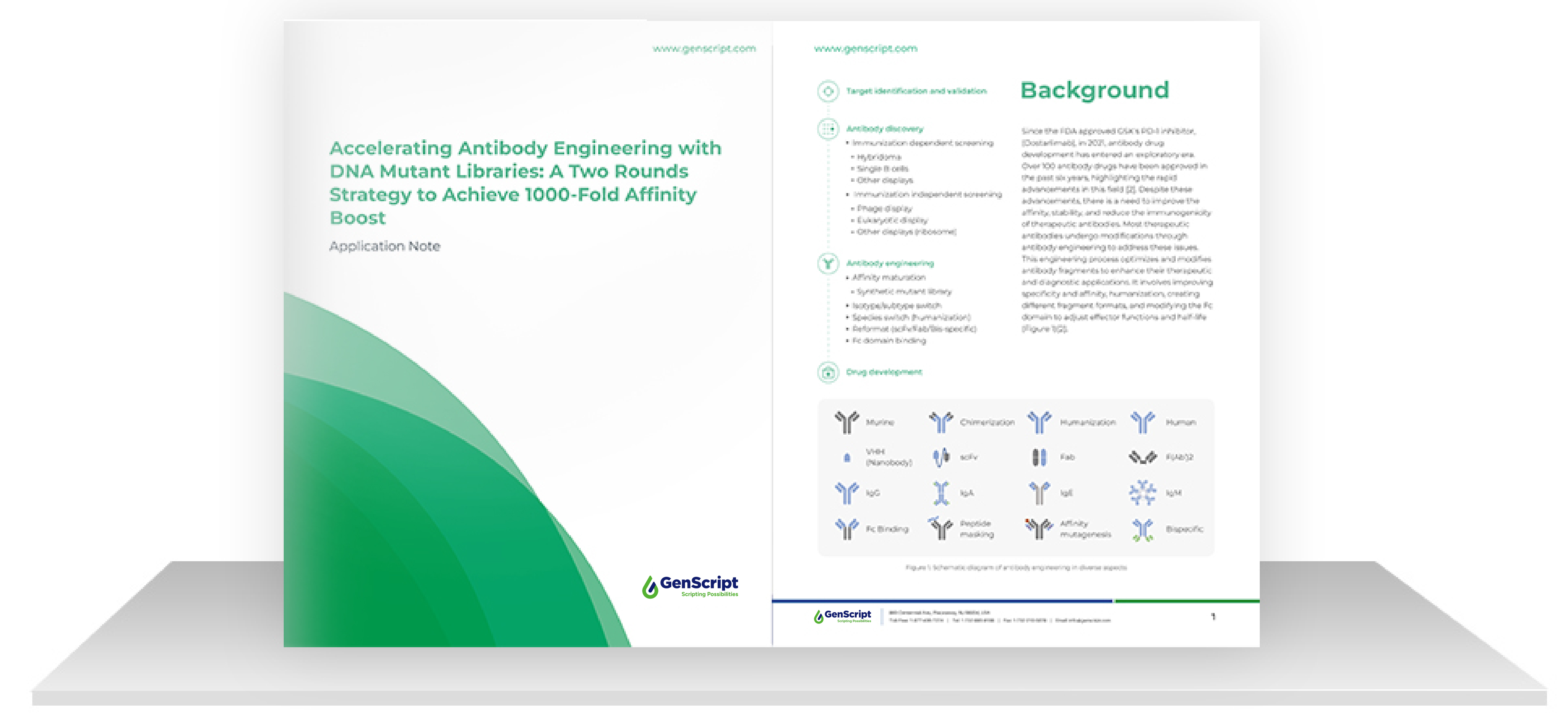 Reducing Screening Burden in Antibody Engineering through GenScript‘s Precision Mutant Libraries 