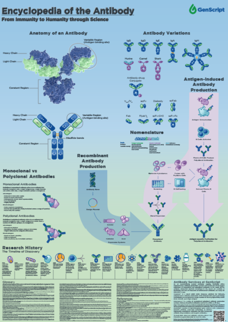 Poster – the Encyclopedia of the Antibody