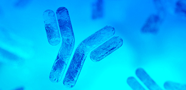 AI-based Antibody Therapeutics Developability Assessment and Its Engineering