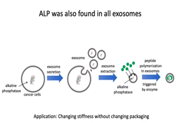 Amplified Extracellular Vesicles Generation Triggered by Peptide Polymerization