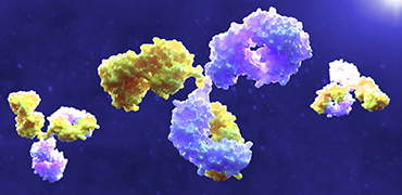 Bispecific antibodies structural design, production and purification strategies