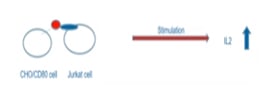 Introduction to immune checkpoints – the new hot target for cancer immunotherapy
