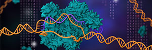 Effective gene editing using the CRISPR RNP system: higher editing efficiency, lower off-target effects, and minimal cytotoxicity