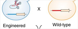 Using Structural Biology to Design New Vaccines