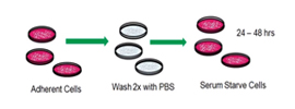 Recombinant protein applications: choosing the best cytokine, growth factor or chemokine for your experimental system