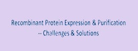 Recombinant protein expression & purification