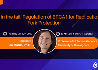 Twist in the tail: Regulation of BRCA1 for Replication Fork Protection