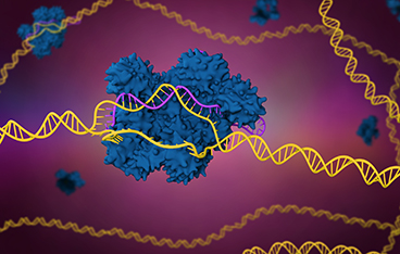 CRISPR in Creating Knockin Cell Lines and Animal Models  - Functionalizing Genome Editing for a Broad Range of Targets 