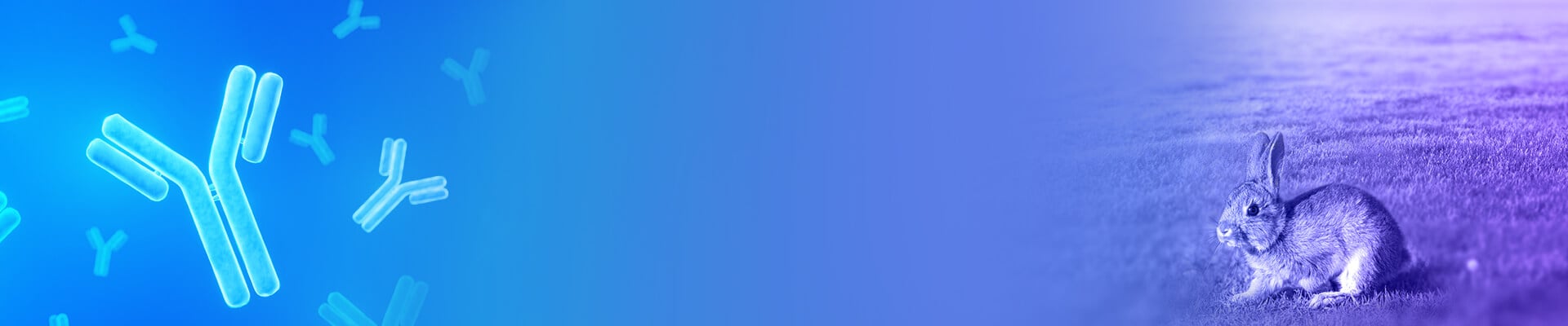 Custom Polyclonal Antibody Production Services Banner
