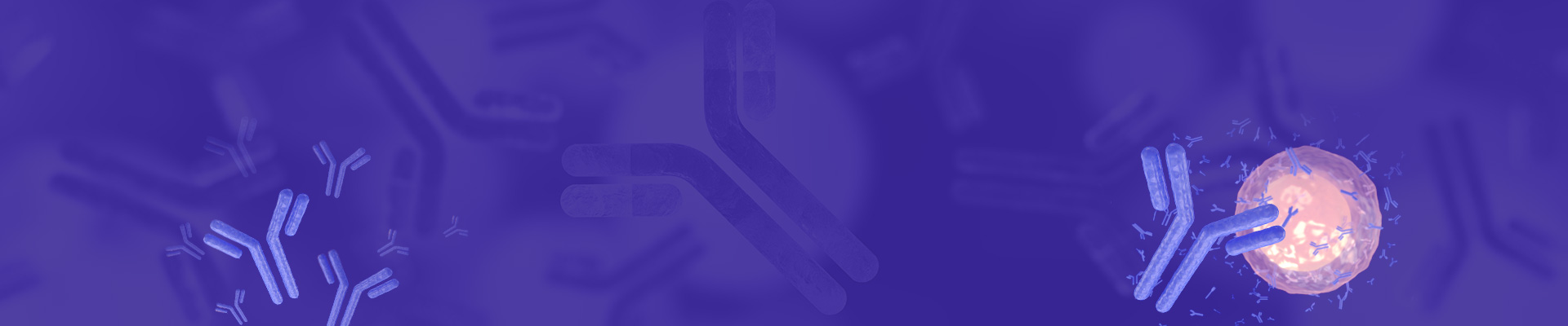 Scale-Up Antibody Production Services from Hybridoma Cells