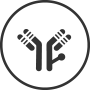 Antibody Modification