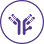 Antibody Modification