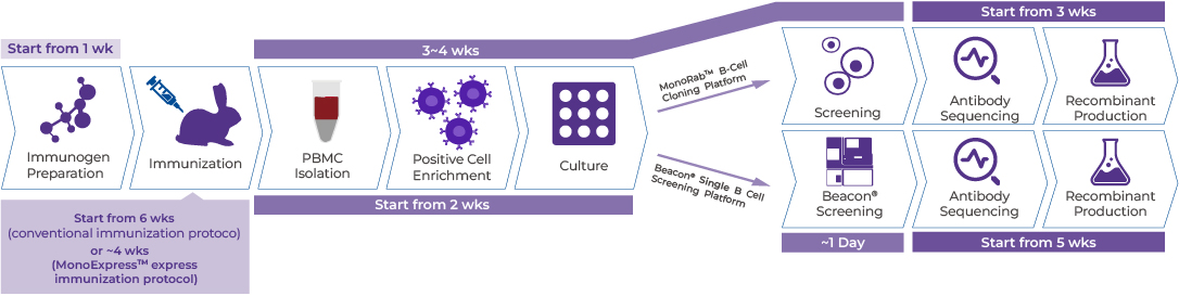 Customized Rabbit mAb Development Package