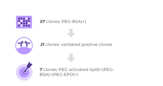 ELISA Results of 7 Positive Clones
                                
