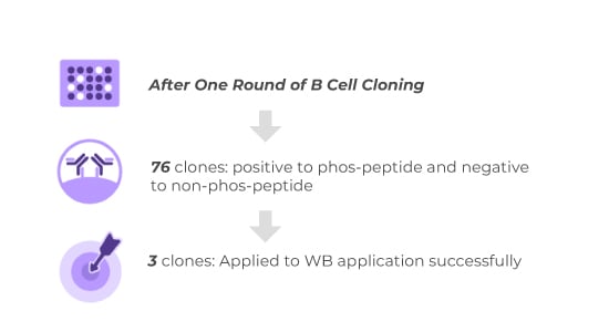 Anti-Idiotypic Antibody Application 
