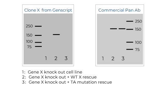 Anti-Idiotypic Antibody Application