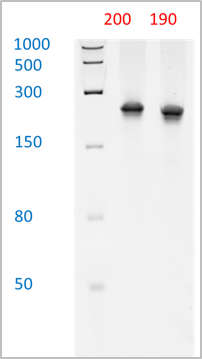 Up to 180 nt RNA oligo synthesis with high purity