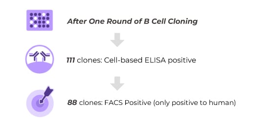 IHC Results of Clone 8 