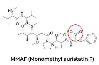 Anti-Idiotypic Antibody Application