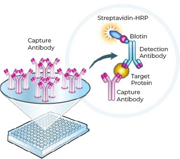 Anti-PK ELISA Kit