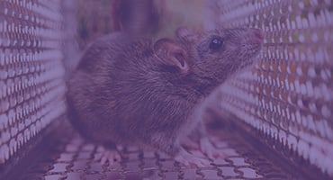 rat