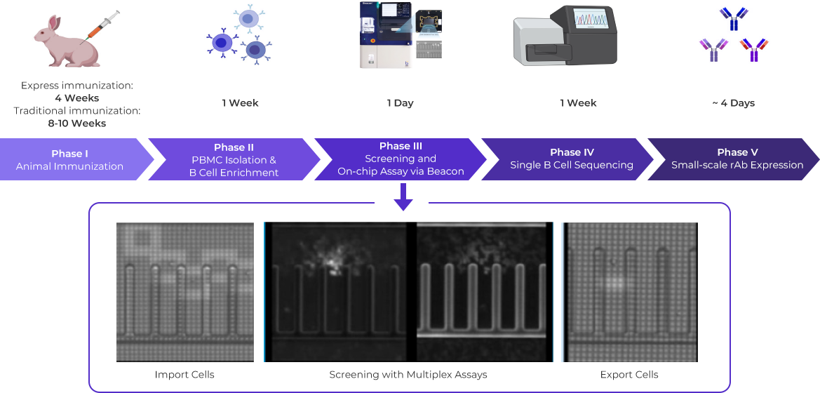 antibody discovery via single b cell workflow