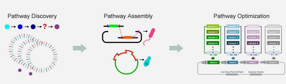 Pathway Engineering Workflow