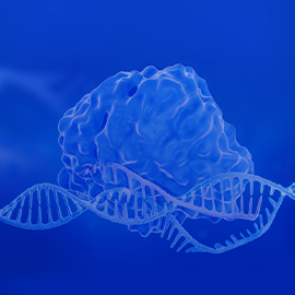 CRISPR sgRNA