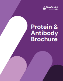 Brochure Protein & Antibody