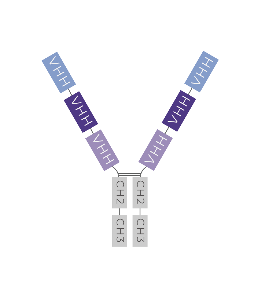 Multiple-VHH-Fc 