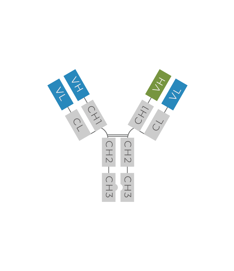 Heterodimeric IgG(Common LC)