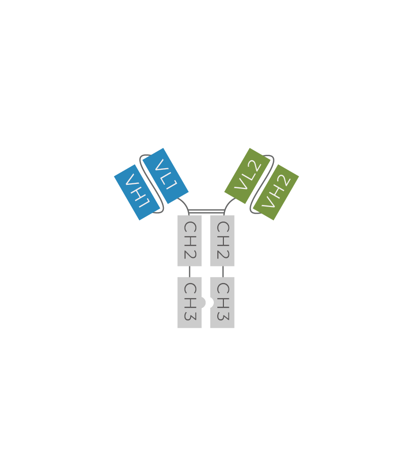 Heterodimeric scFv-Fc