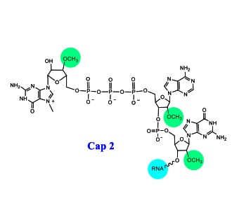 GenScript Capping Technology: Advanced mRNA Synthesis and RNA ...
