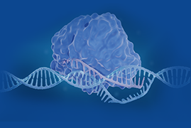 Cas12a (cpf1) crRNA