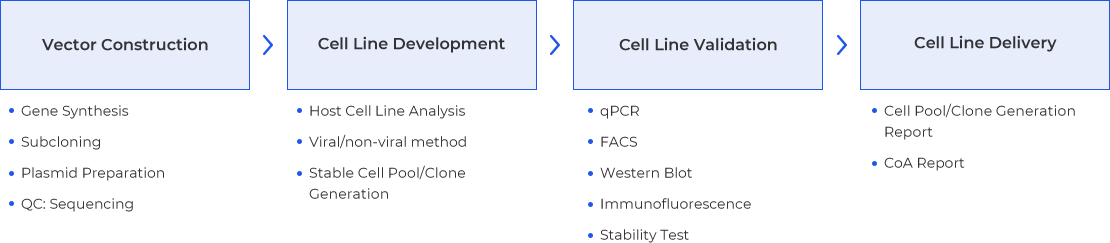 Assay Cell Line Workflow 