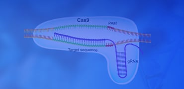 CRISPR Plasmids