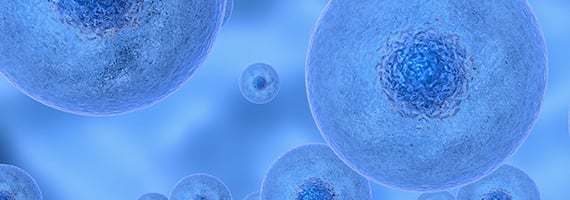 CRISPR Cell Line Development