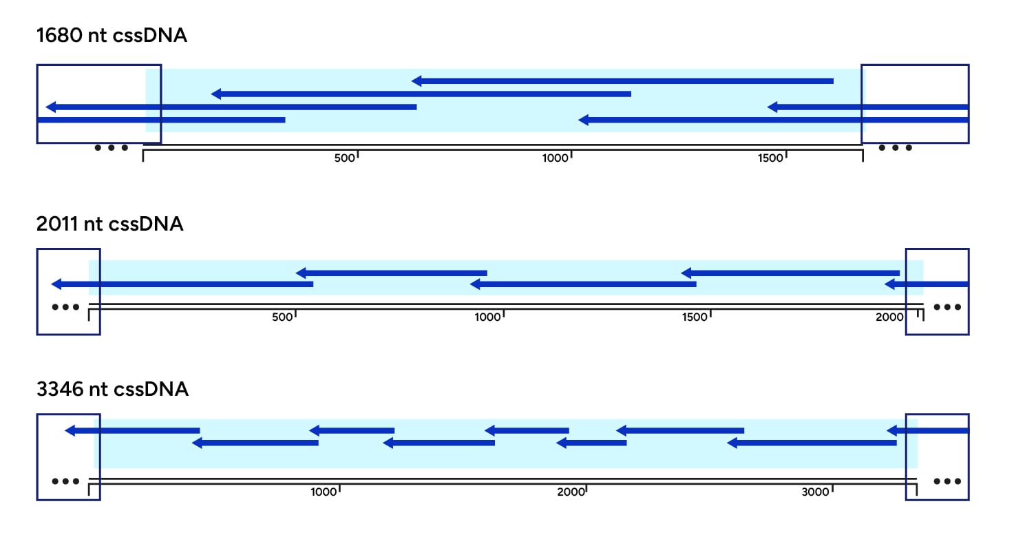 Sanger sequencing for circular structure  